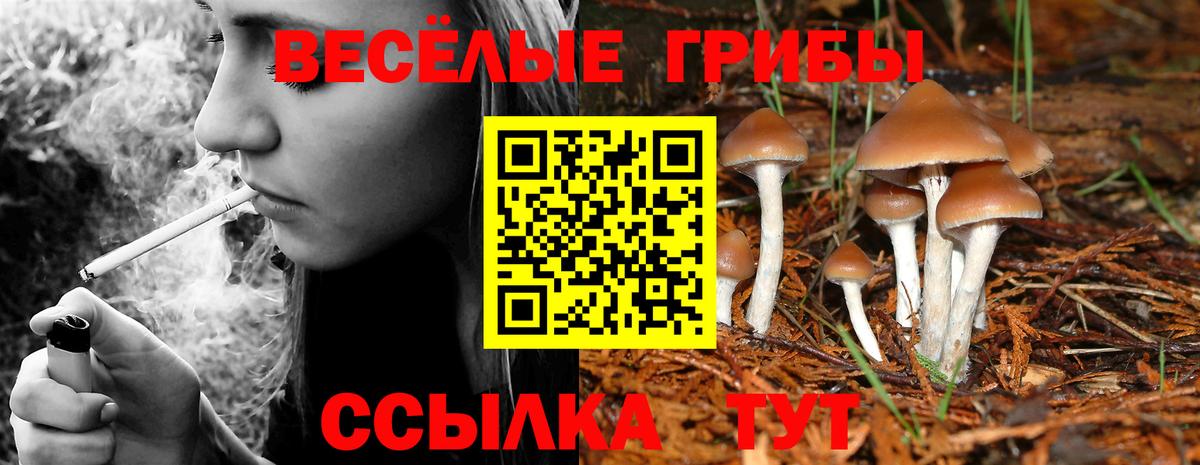 Псилоцибиновые грибы Psilocybine cubensis  Вход с VPN  Галлюциногенные грибы GOLDEN TEACHER  Нижний Новгород 